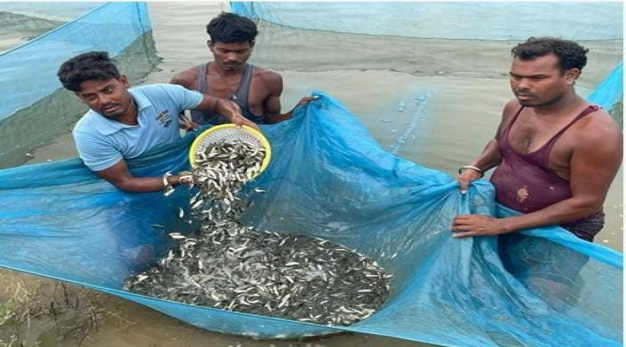 छत्तीसगढ़ का मत्स्य बीज हब बना कांकेर 