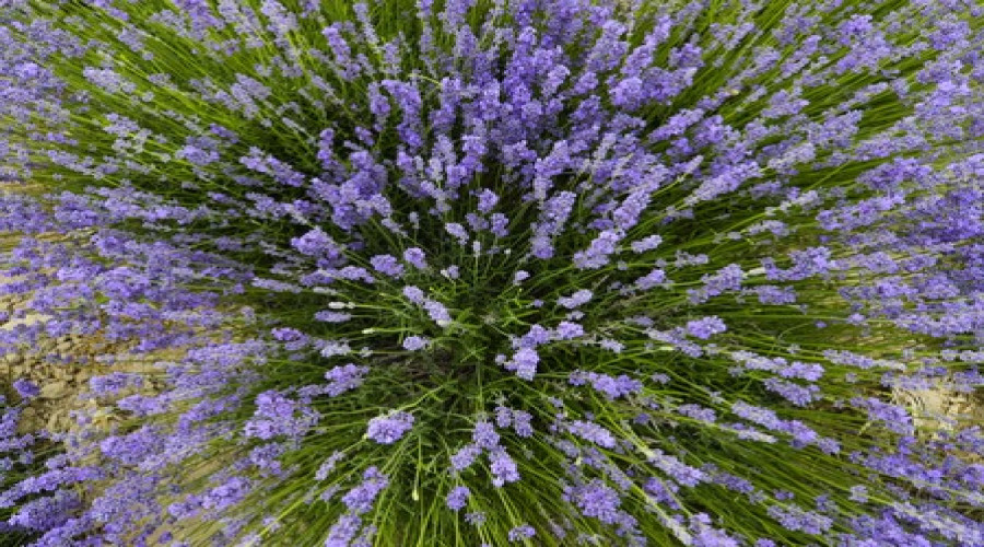 घर को रखें कीटमुक्त, ये पौधे रखेंगे मच्छर और मक्खियां दूर